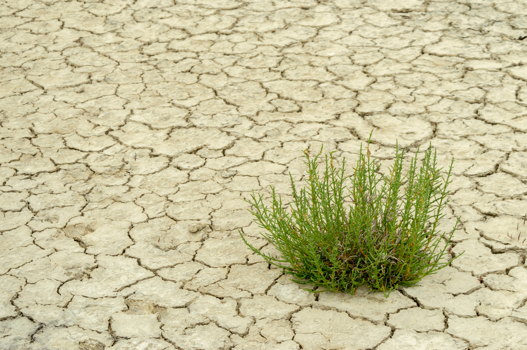 Parched soil with plant adapted to salty conditions